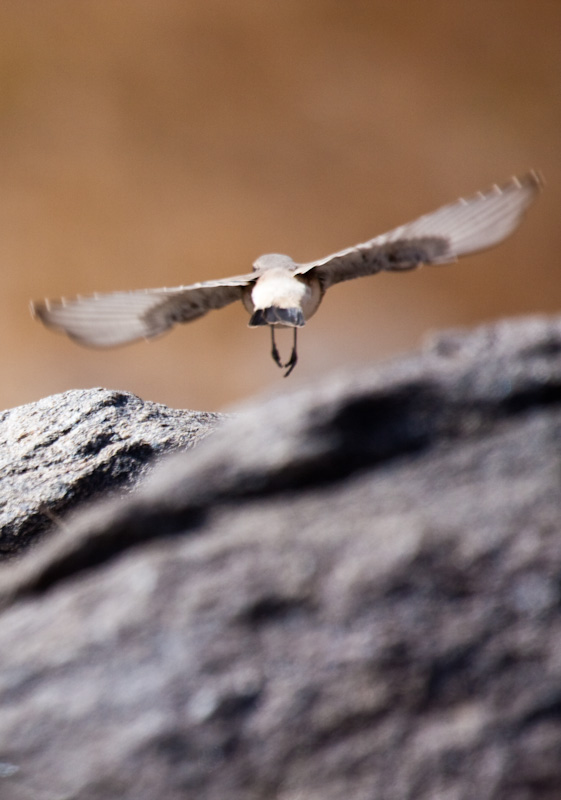 Brown Flycatcher Taking Flight